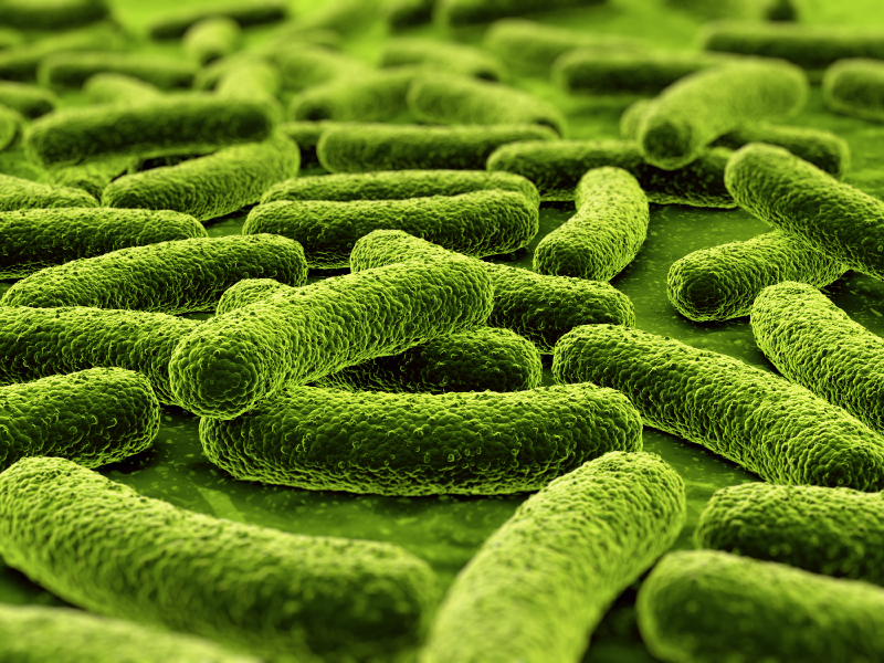 Bactéria Verde O Que é